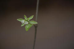 Symphorema involucratum